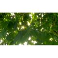 自然风景_阳光若隐若现2