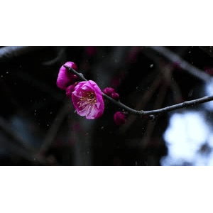自然风景_雪天下的花朵