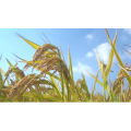 自然风景_风吹小麦