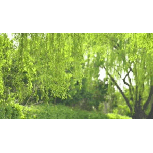 自然风景_风吹柳枝