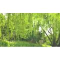 自然风景_风吹柳枝