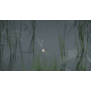 水中的月亮