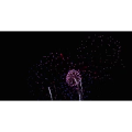烟花5