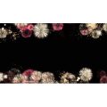 烟花43