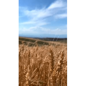 旅行风景353