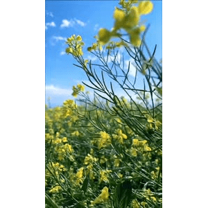 旅行风景364