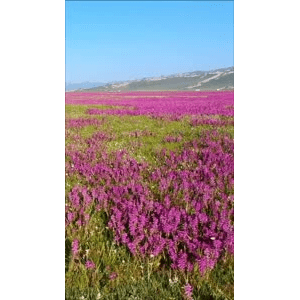 旅行风景372