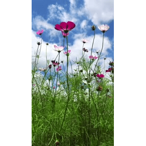 旅行风景437