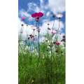 旅行风景437
