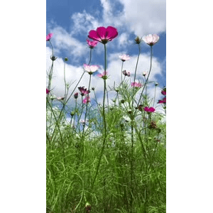 旅行风景459