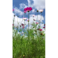 旅行风景459