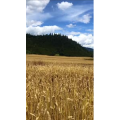 旅行风景497
