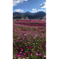 旅行风景504