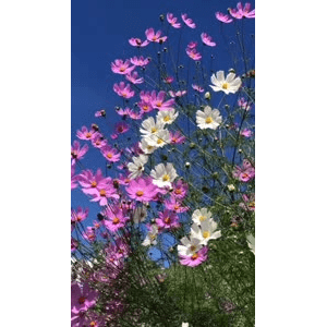 旅行风景522