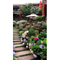 旅行风景538