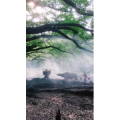旅行风景594