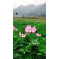 旅行风景807