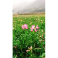 旅行风景811