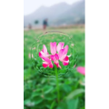 旅行风景820