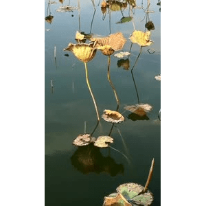 旅行风景1137