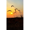 旅行风景1139