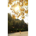 旅行风景1140