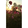 旅行风景1147