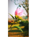 旅行风景1154