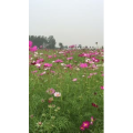 旅行风景1155