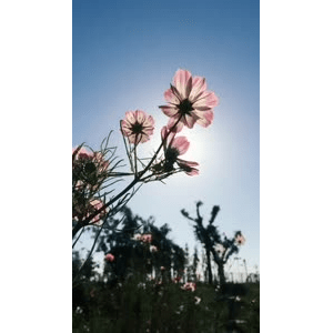 旅行风景1164