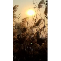 旅行风景1309