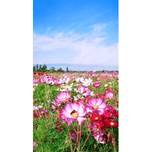 旅行风景1415