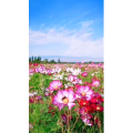 旅行风景1415