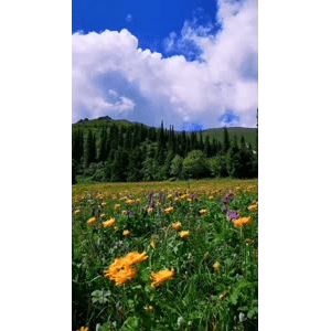 旅行风景1441