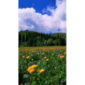 旅行风景1441