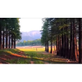 旅行风景1469