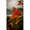 旅行风景1472