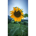 旅行风景1497
