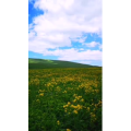 旅行风景1515