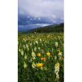 旅行风景1544