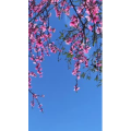 旅行风景1572