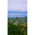 旅行风景1611
