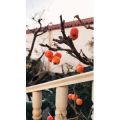 旅行风景1676