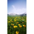 旅行风景1699