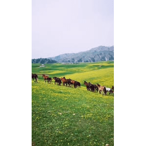 旅行风景1716