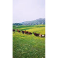 旅行风景1716