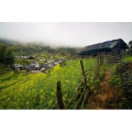 旅行风景1903