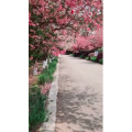 旅行风景1905