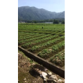 旅行风景1955