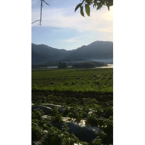 旅行风景1965
